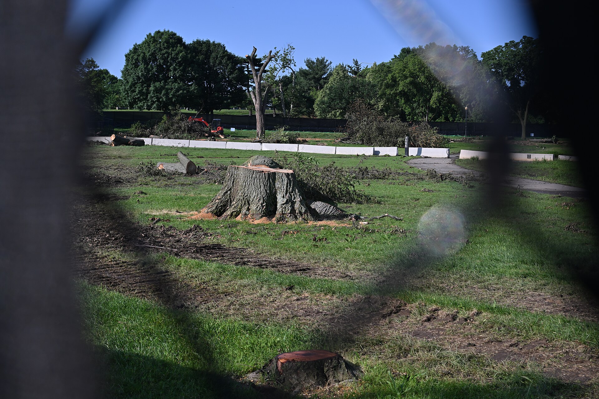 What to Know Before Removing a Tree on Your Property
