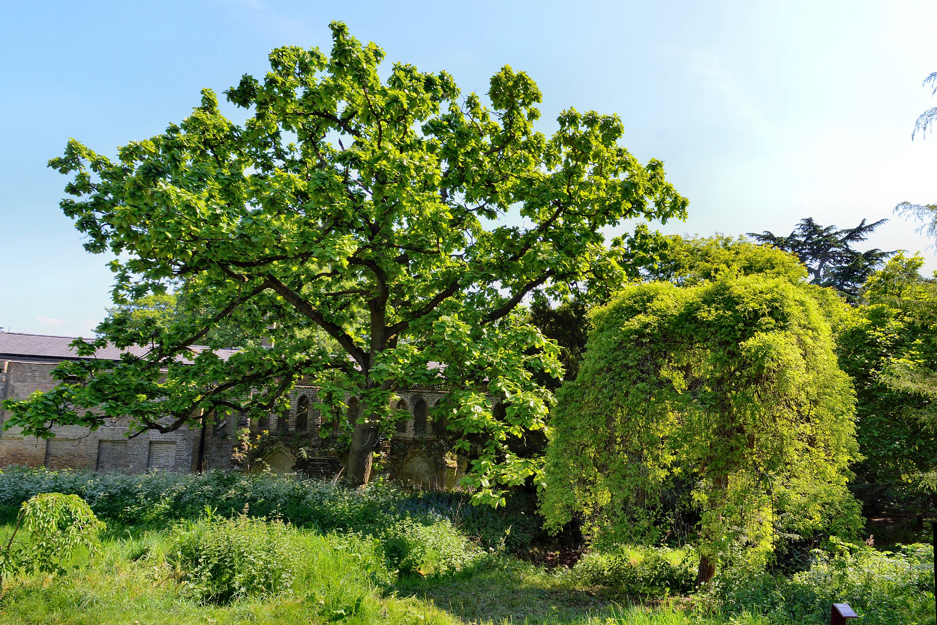 When Do You Need a Consulting Arborist (Not Just a Tree Company)?
