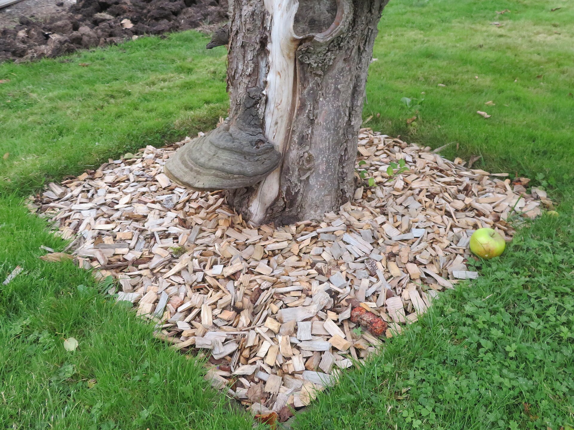 5 Signs Your Tree Needs a Professional Diagnosis (Not Just a Trim)
