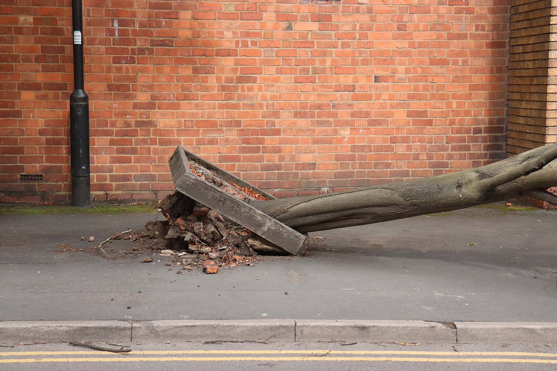 What Does a Tree Risk Assessment Actually Tell You?