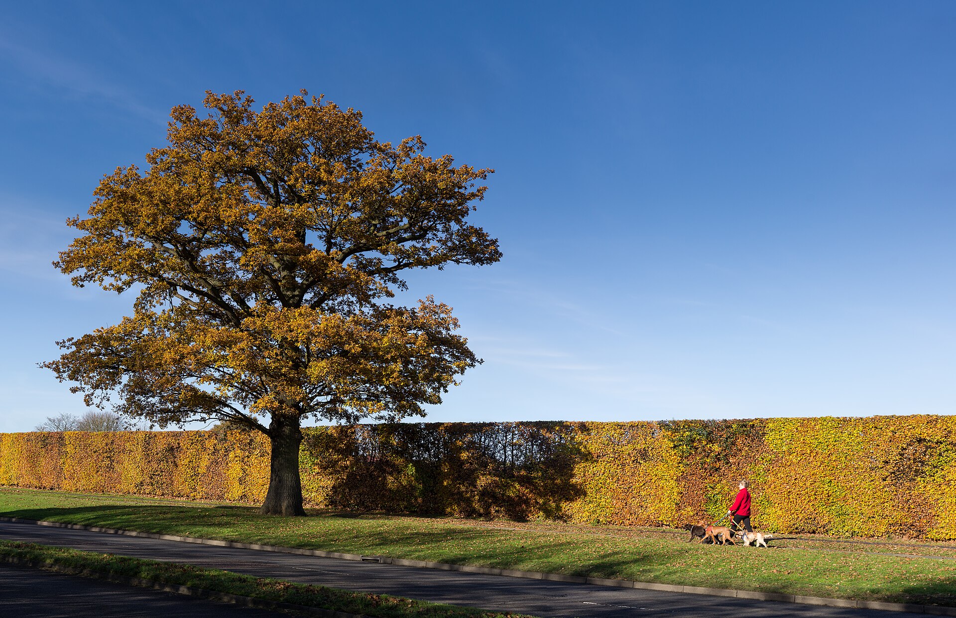 How Much Is My Tree Worth? Understanding Tree Appraisals